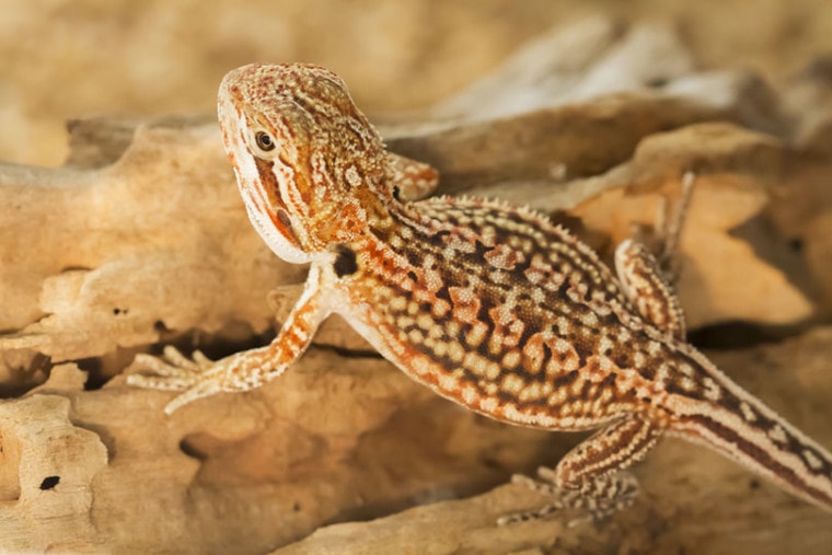 top view of a Dunner Bearded Dragon