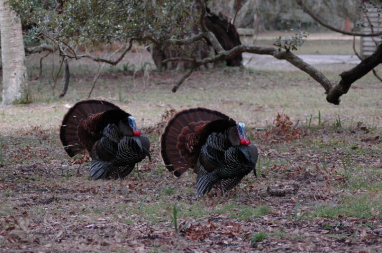 Turkey In The Wild Piqsels 768x510 