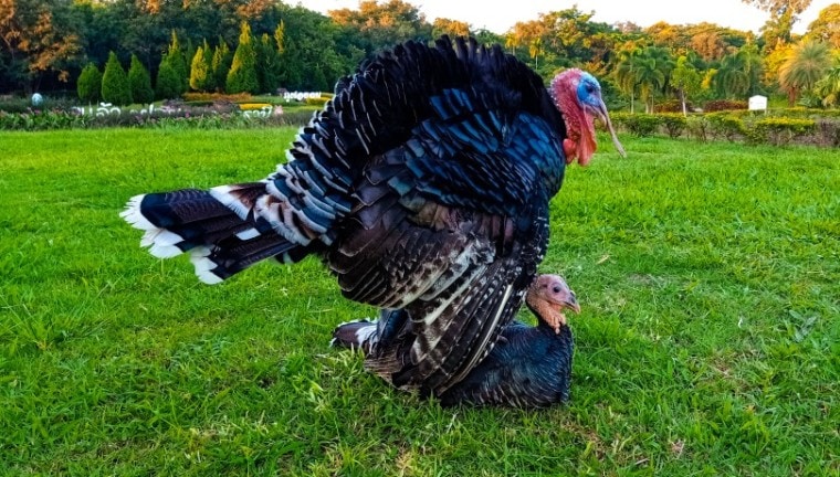 turkeys mating