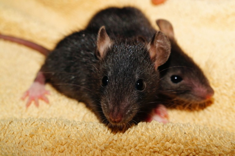two black mice