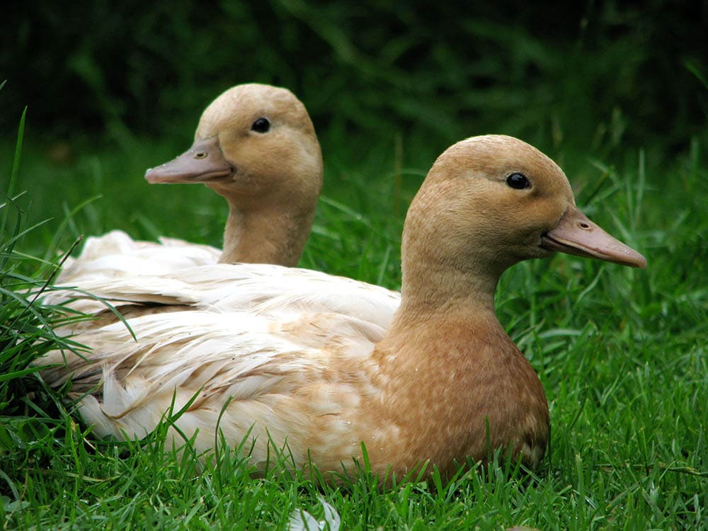 Two brown call ducks