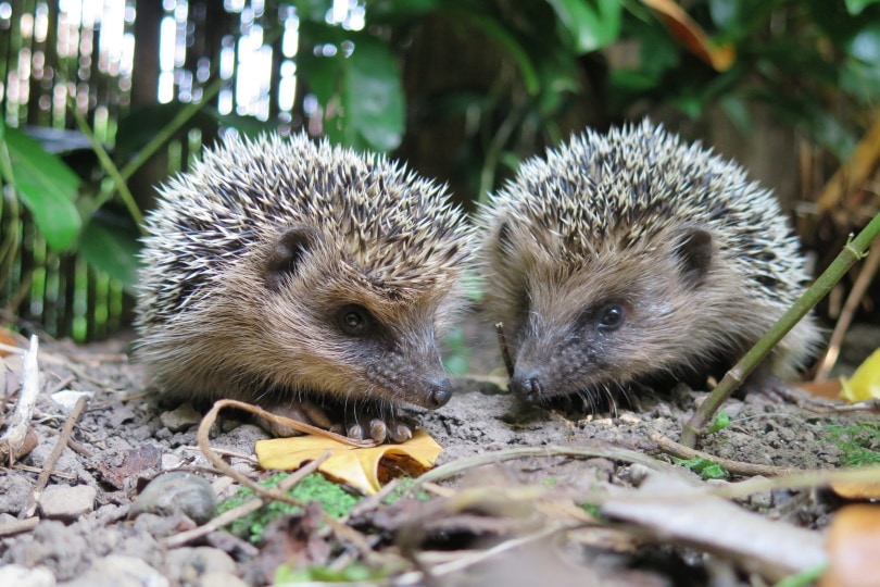 two brown hedgehog