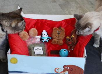 Two Cats Looking At The Toys In A Cat Subscription Box 350x255 