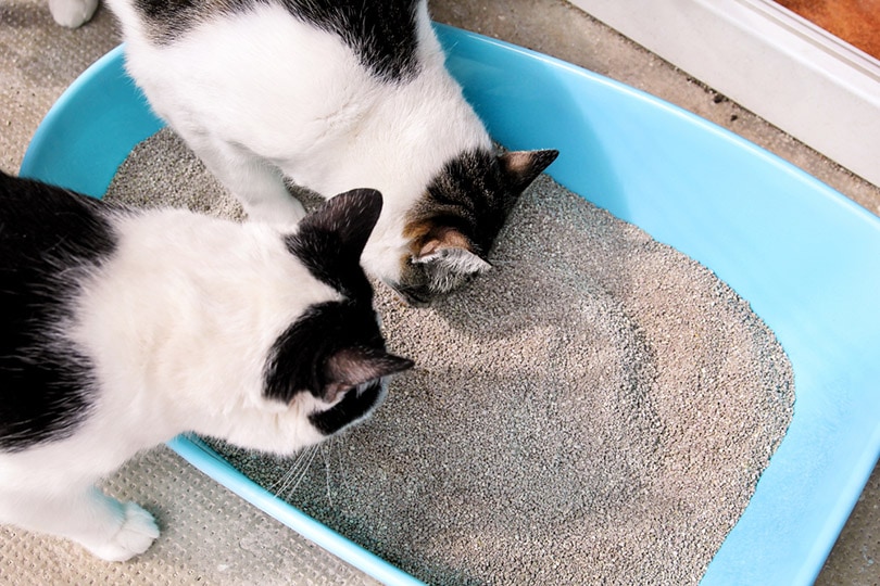 कूड़े के डिब्बे को सूँघती दो बिल्लियाँ