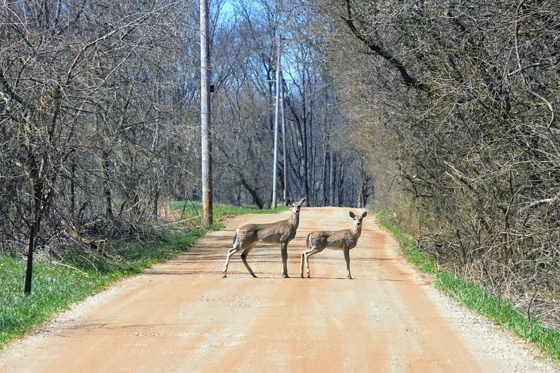 सड़क पर खड़े दो हिरण