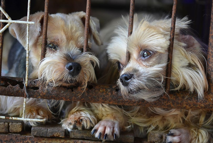 two puppies ini a dog cage in puppy mill