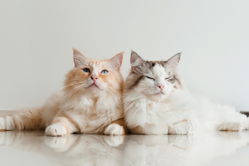 2 ragdolls cats lying on the floor at home