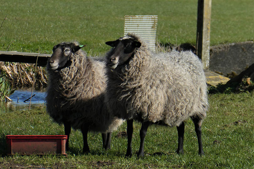 two shetland sheeps