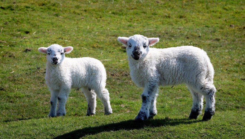 घास पर दो युवा भेड़