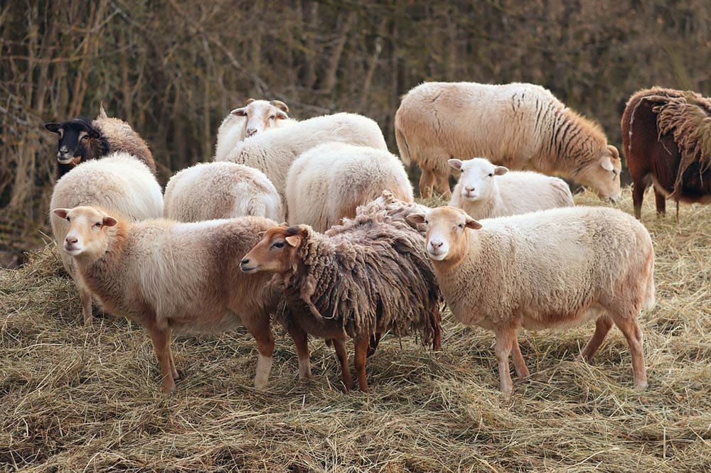 variety of sheeps in the pasture