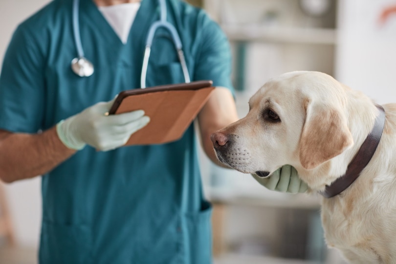 पशु चिकित्सक  लैब्राडोर कुत्ते की जांच