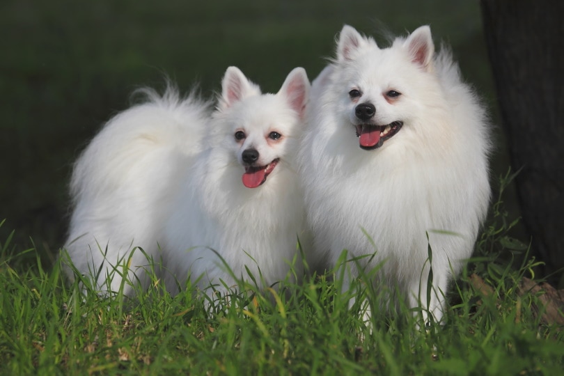 volpino italiano dogs on grass