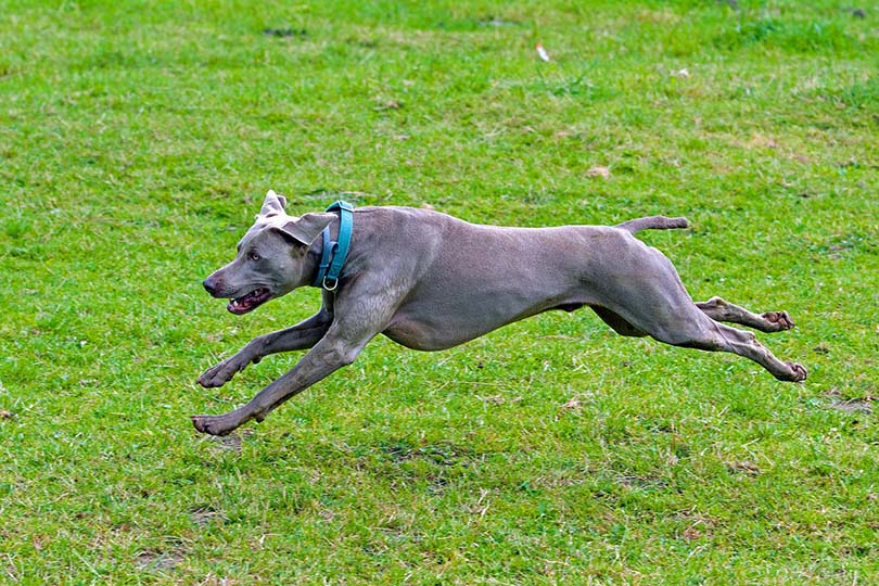 weimaraner running in the field