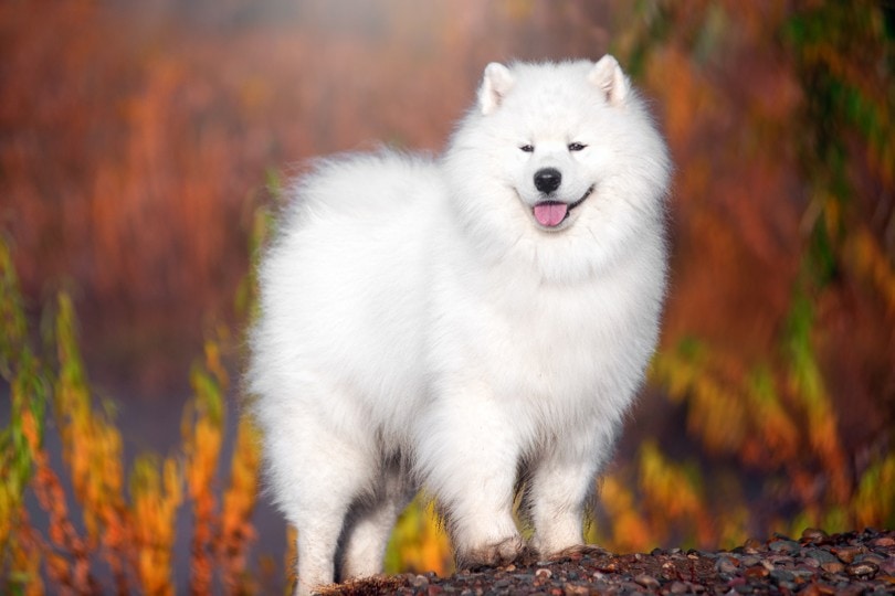 white Samoyed dog in a beautiful forest