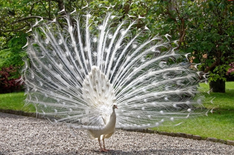 white peacock in garden