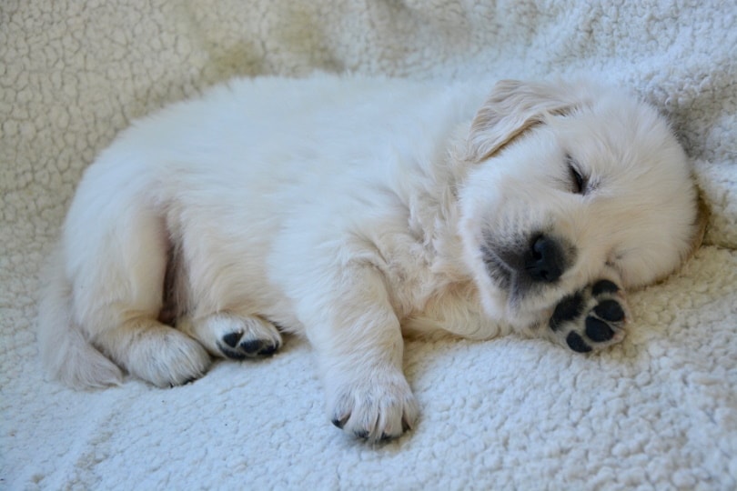 white puppy sleeping