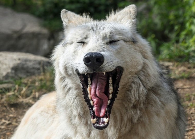 wolf's mouth