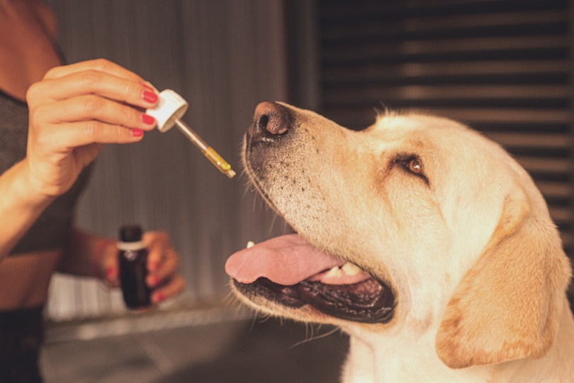 woman giving CBD oil to her dog
