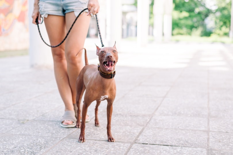 A Xoloitzcuintli dog on a leash