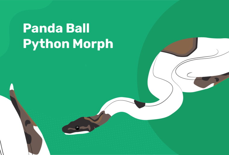 panda ball python morph