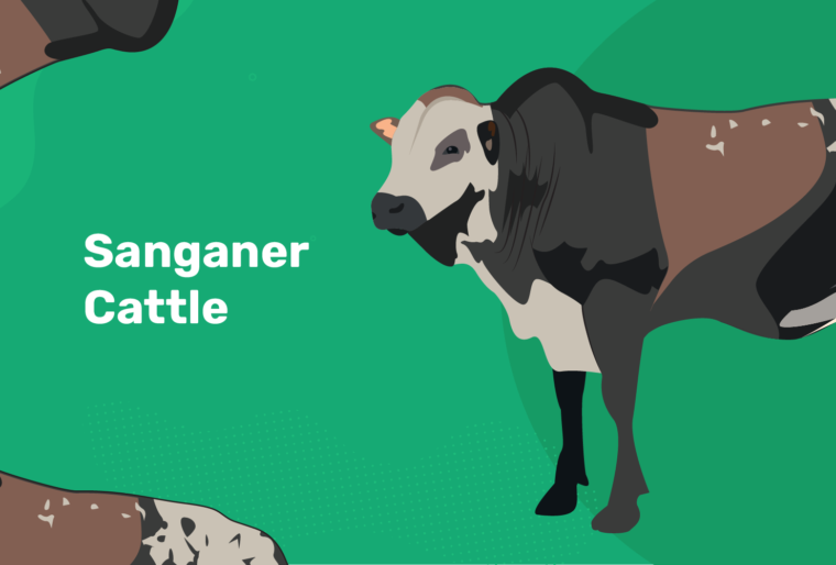 sanganer cattle