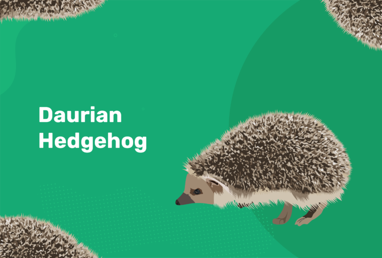 daurian hedgehog feature image