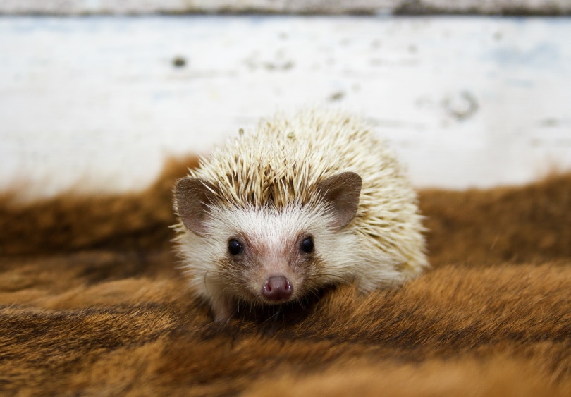 17 Different Types of Hedgehogs (With Pictures) | Pet Keen
