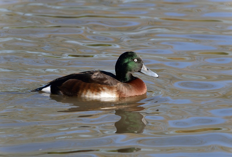 Baer’s Pochard duck on a river