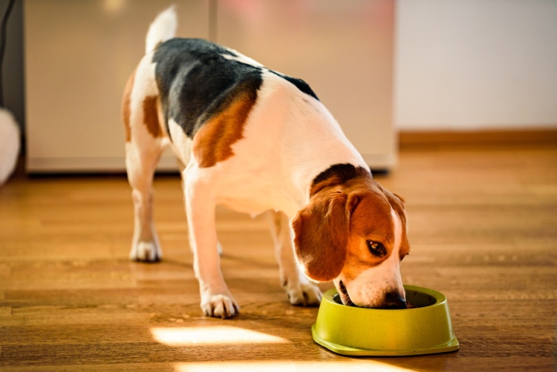 Beagle eating from a bowl