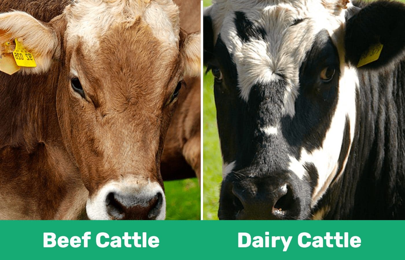 Beef Cattle vs. Dairy Cattle: What Are the Differences? (With Pictures) |  Pet Keen