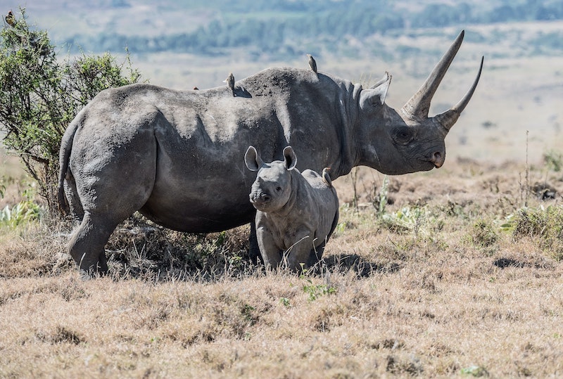 केन्या में ब्लैक राइनो लुप्तप्राय प्रजातियां