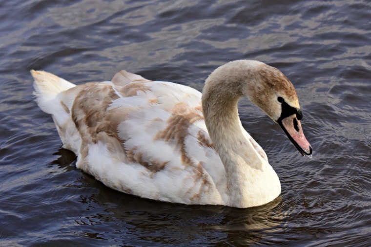 Brown and white swan swimming in the water