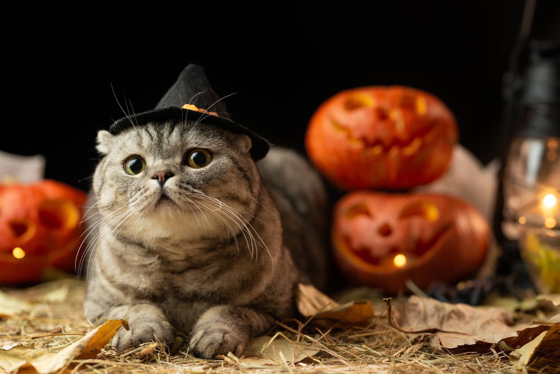50+ Halloween Cat Puns to Give You a Furr-ight! | Pet Keen