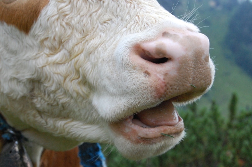 Do Cows Have Front Teeth