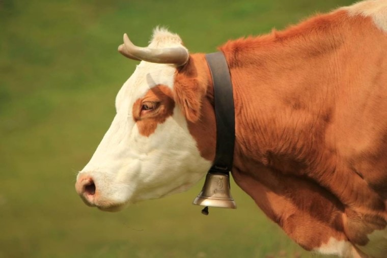 Cow wearing a bell collar