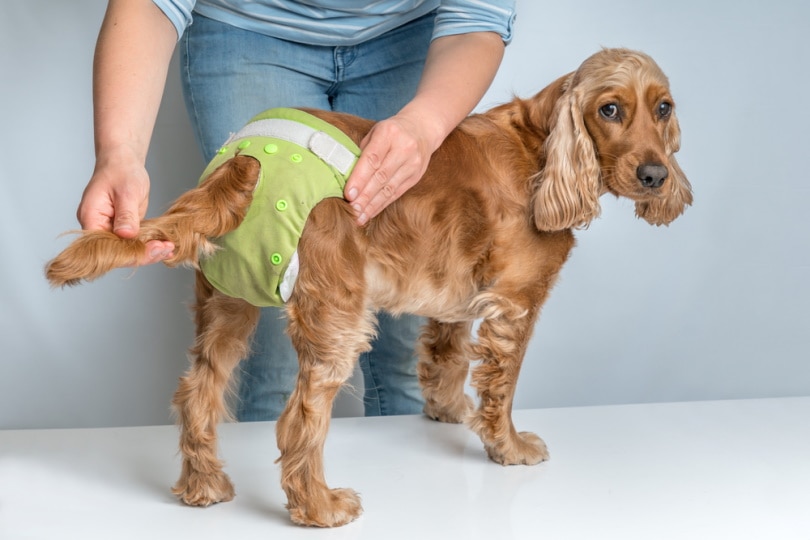 Cute dog wearing a diaper