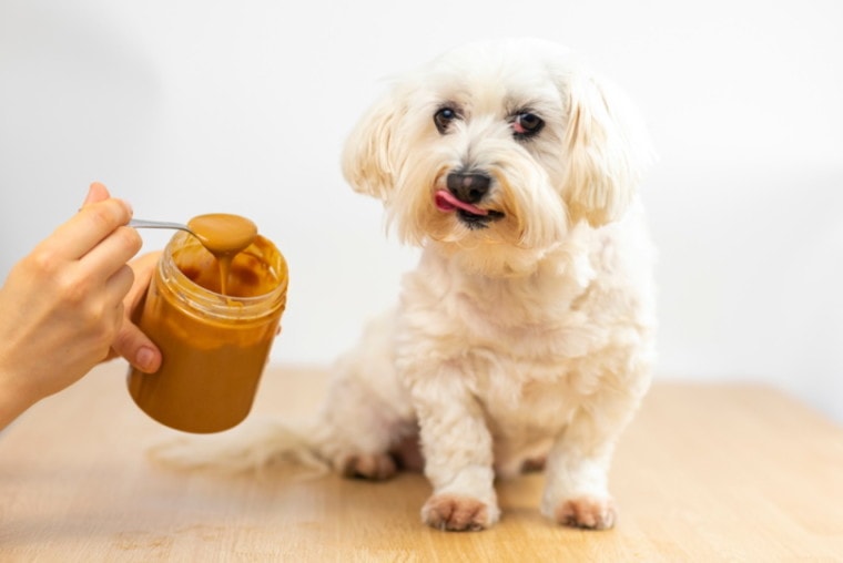 Cute puppy eating peanut butter from a spoon