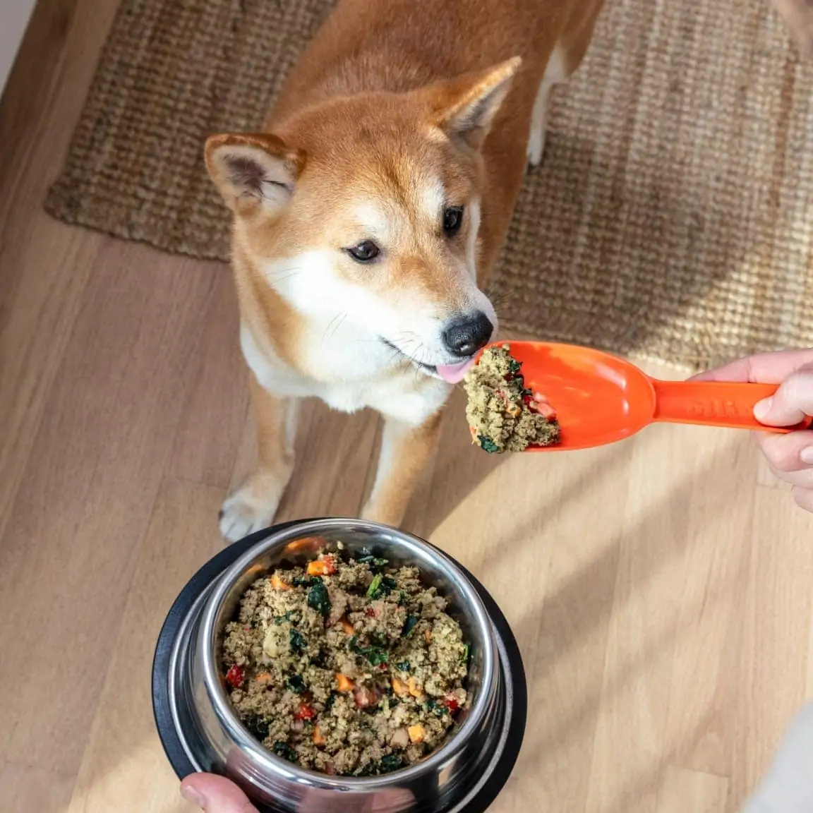 Perro come comida para perros Ollie