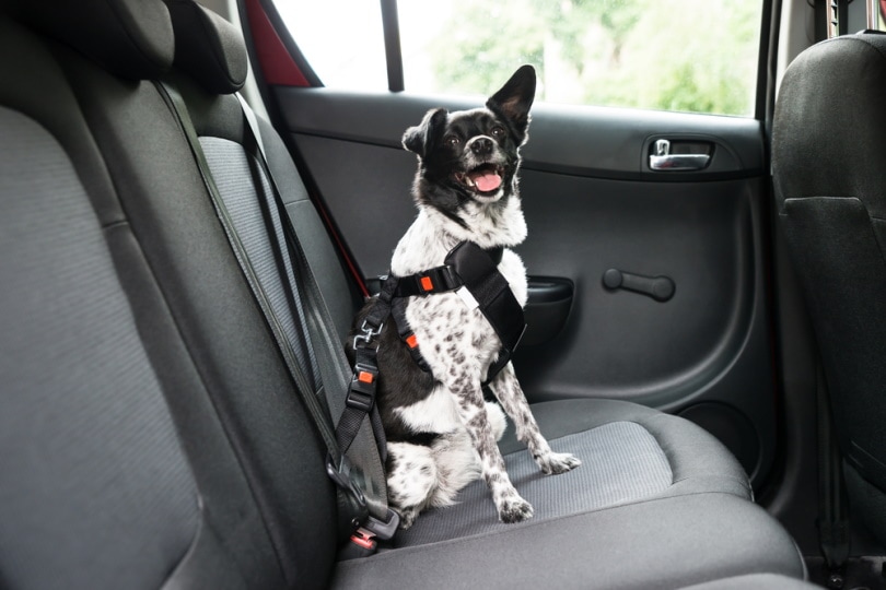 सीट बेल्ट संयम गियर वाली कार में कुत्ता