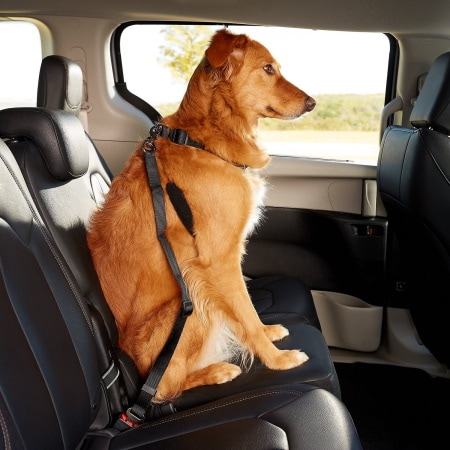 10 Best Dog Seat Belts In 2022 Reviews Top Picks Pet Keen - Best Dog Seat Belt