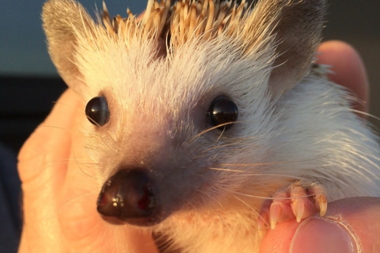 Egyptian long-haired hedgehog held in hand