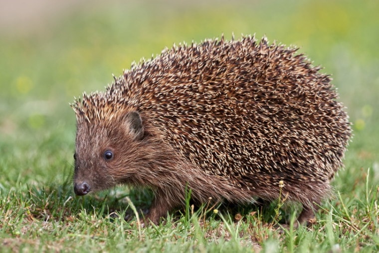 European hedgehog in the wild
