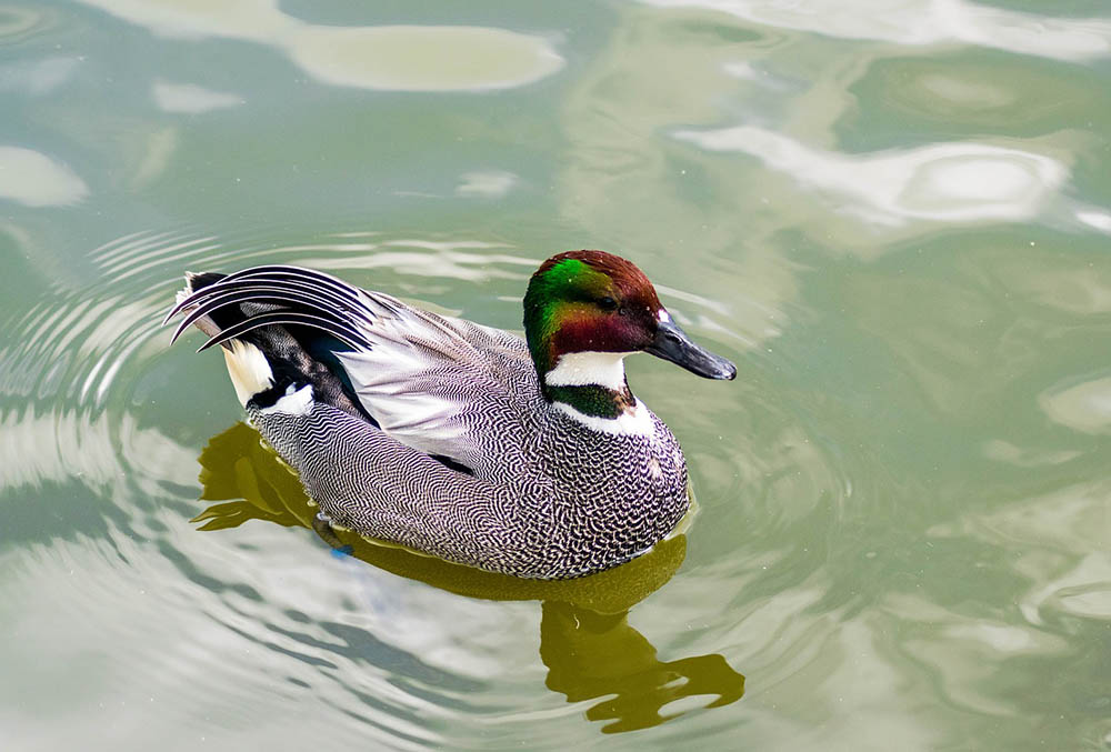 Falcated Duck in the water