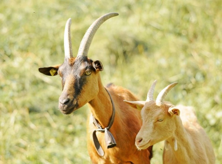 Goat wearing a bell collar