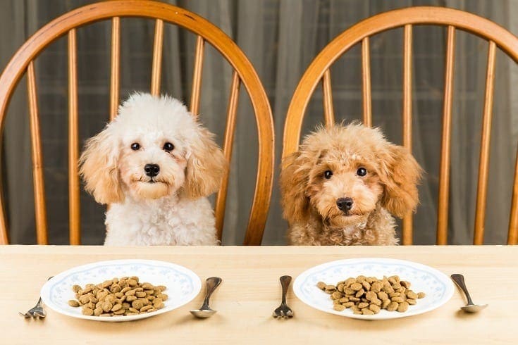 Golden Doodles about to have dinner
