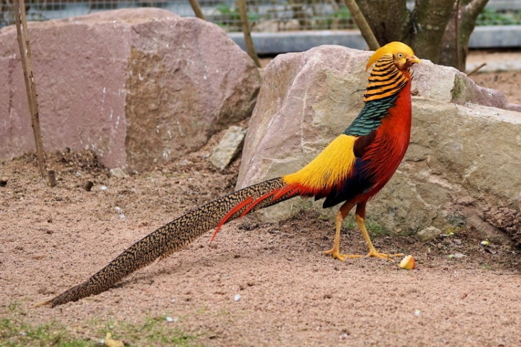 Golden Pheasant standing near rocks