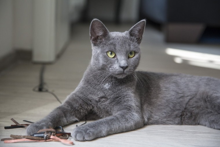 Gray cat sitting on the floor