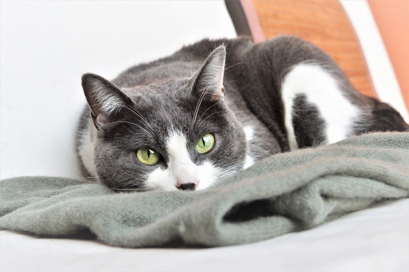 Gray cat sucking on a blanket