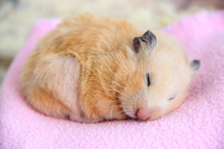 Hamster sleeping on fleece blanket