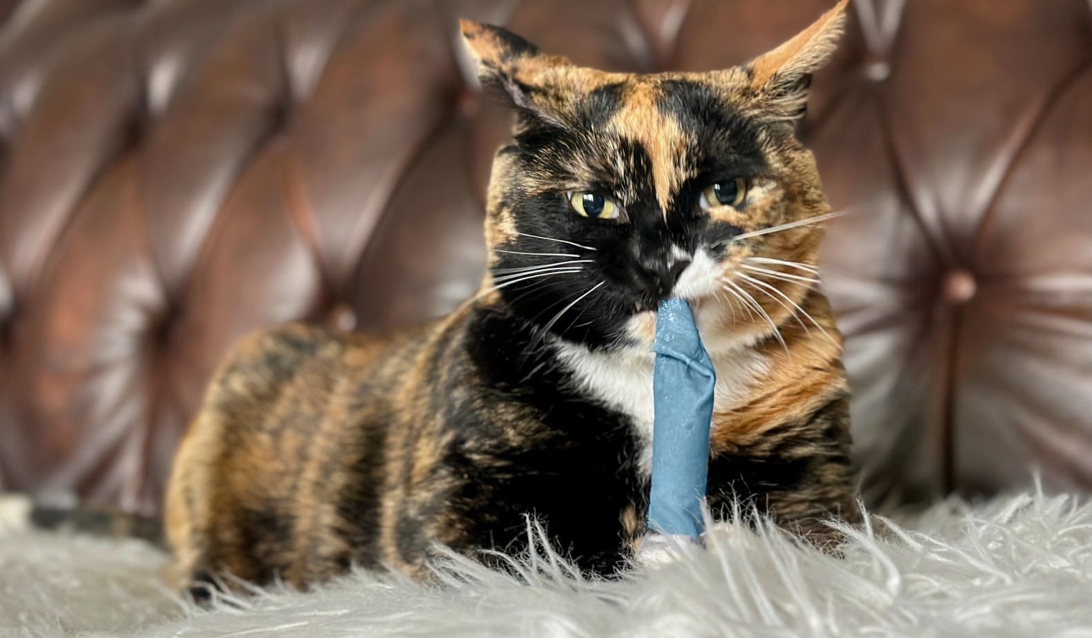 Hepper Blue Catnip Stick Toy - Domestic Shorthair Tortoiseshell Cat